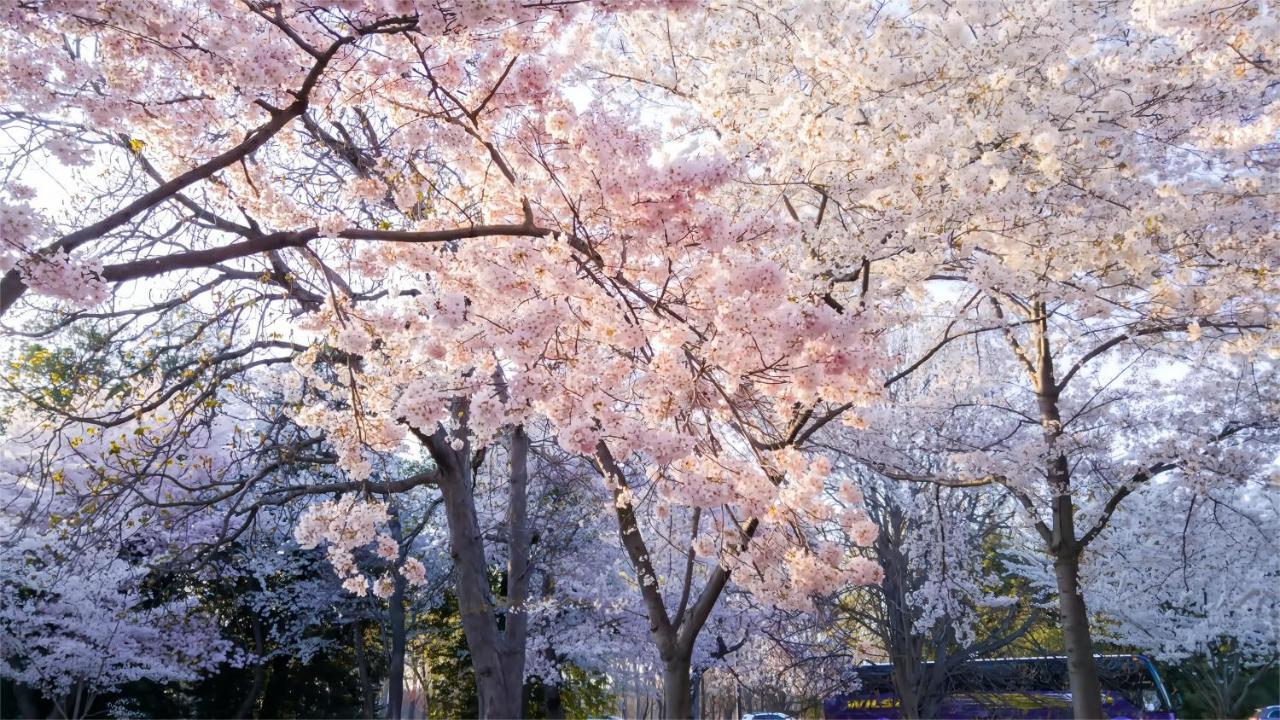 东京上野超级中心 设计师房间yaoa 上野公园3分钟 车站1分钟 超级繁华 免费wifi 戴森吹风 4*